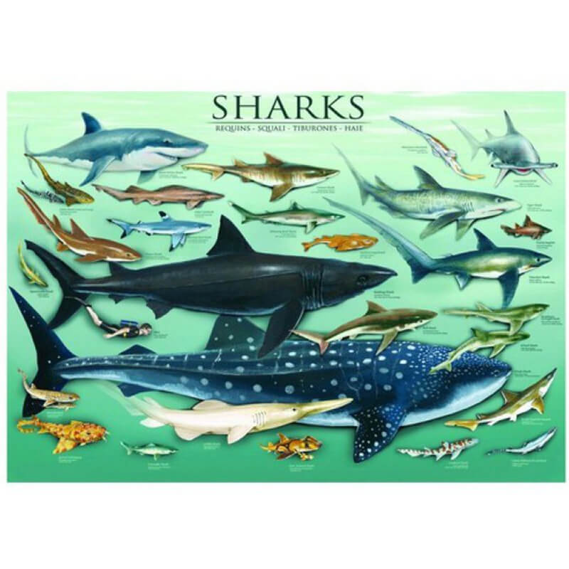 Sharks 1000pc Puzzle