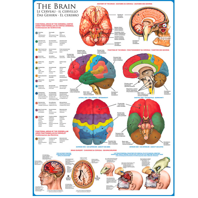 The Brain 1000pc Puzzle