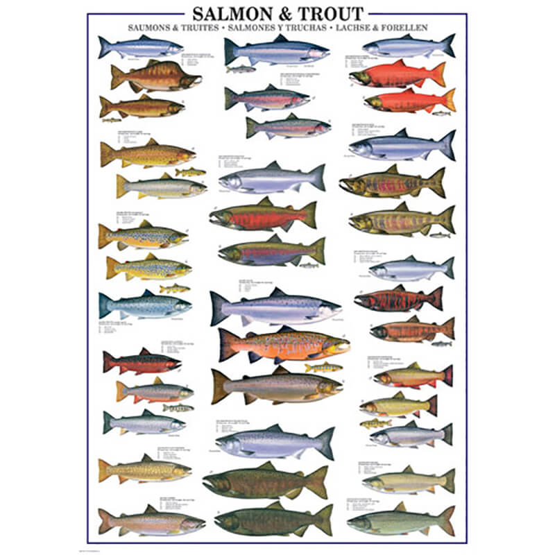 Salmon & Trout 1000pc Puzzle