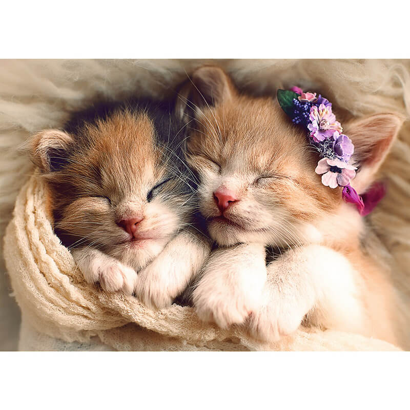 Sleeping Kittens 500pc Puzzle