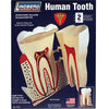 Lindberg Human Tooth Kit