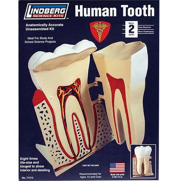 Lindberg Human Tooth Kit - Hobbies N Games