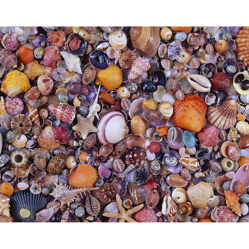 Seashell 1000pc Puzzle