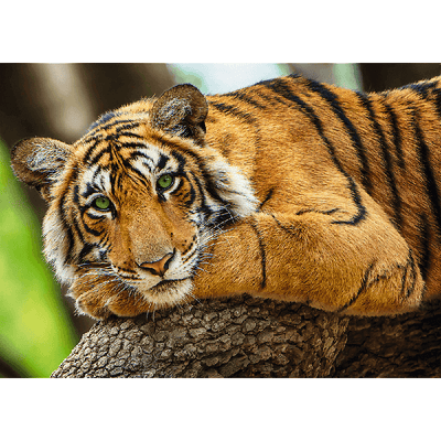 Tiger Portrait 500pc Puzzle