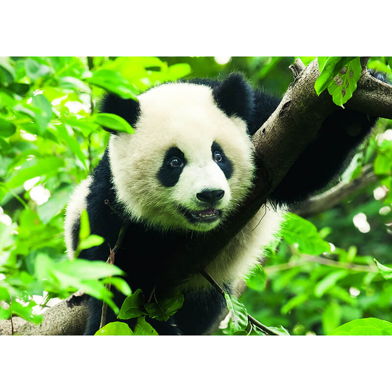 Giant Panda 500pc Puzzle