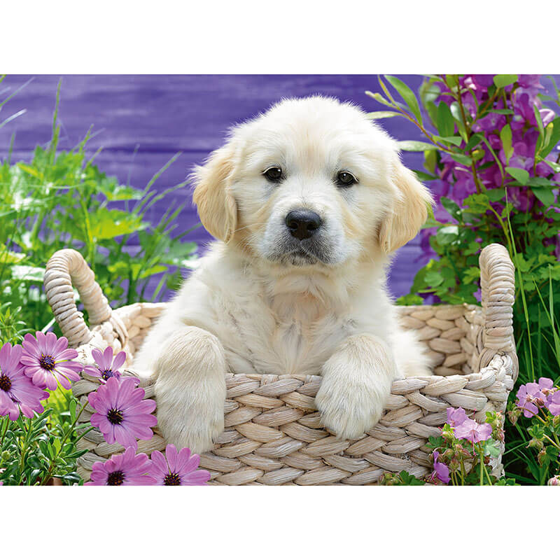 Sweet Golden Retriever 500pcs Puzzle