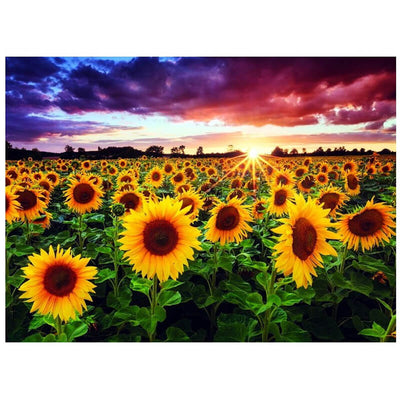 Field Of Sunflowers At Dusk By Michael Breitung 1000pc Puzzle