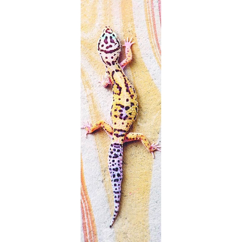 Basking Lizard 300pc Puzzle