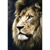 Lion's Portrait 1500pc Puzzle