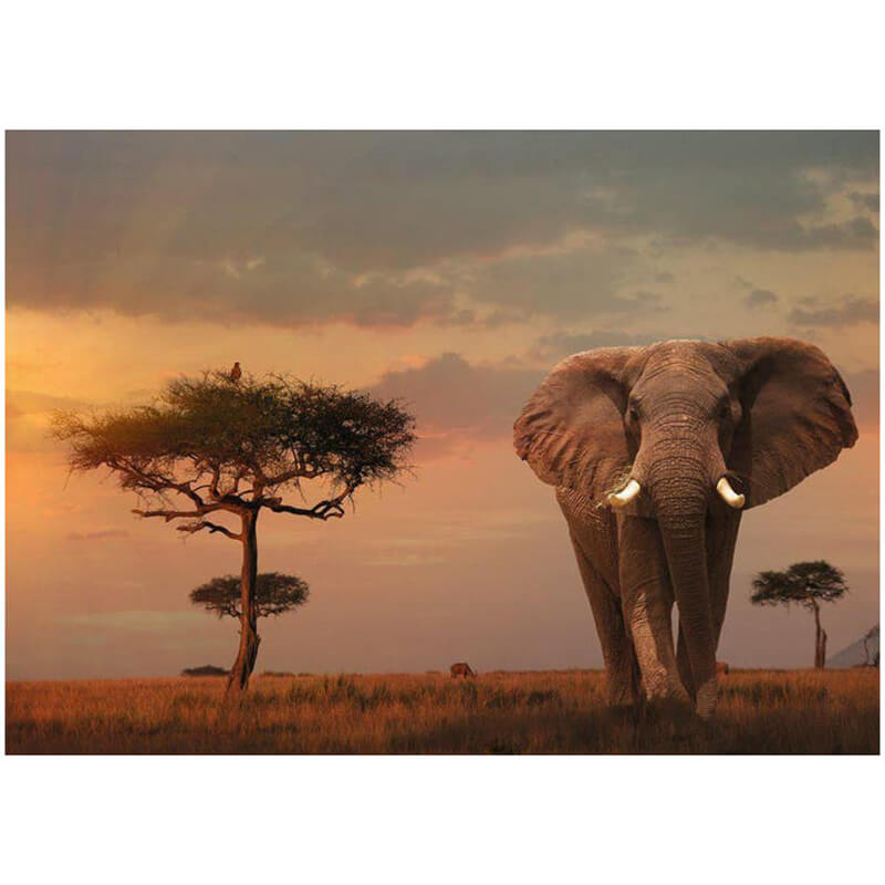 Elephant of the Massai Mara 1000pcs Puzzle