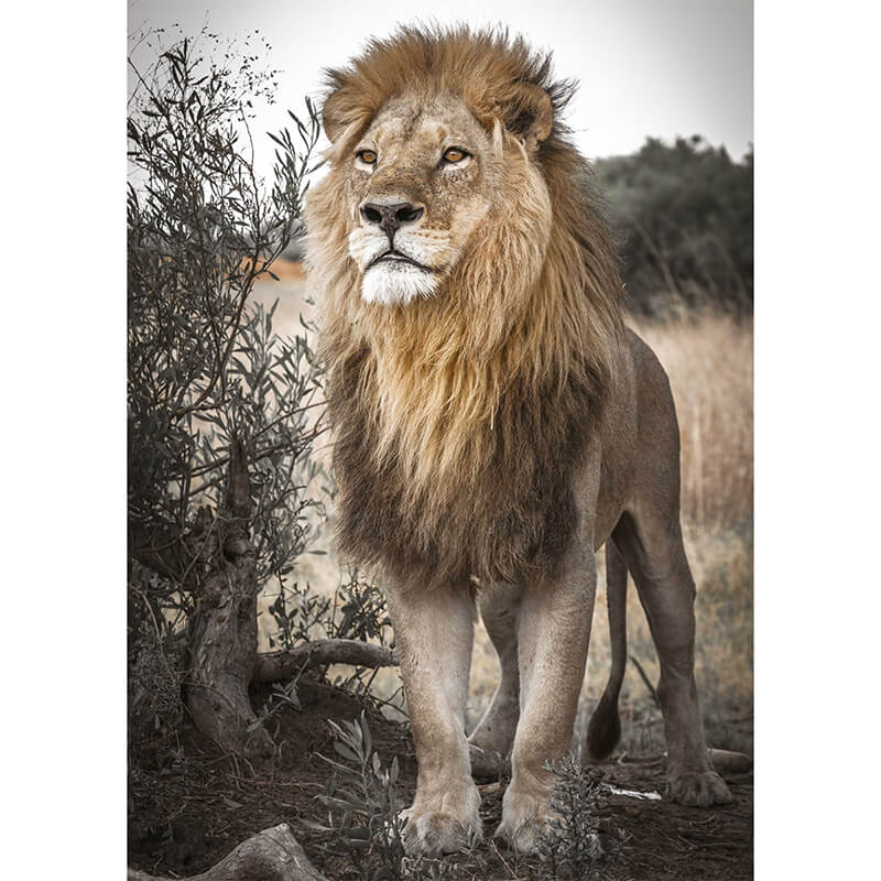 Proud Lion 500pc Puzzle