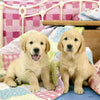 Cute Puppy Dogs 3x49pcs Puzzle