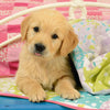 Cute Puppy Dogs 3x49pcs Puzzle