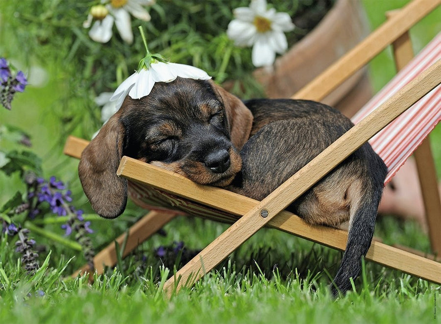 Cute Dachshund 500pcs Puzzle