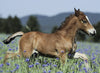 Foal in the Meadow 150pcs Puzzle