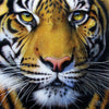 Golden Tiger Face by Jurek 1000pc Puzzle