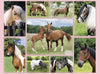 Horse Heaven by Greg Cuddiford 300pcs XXL Puzzle