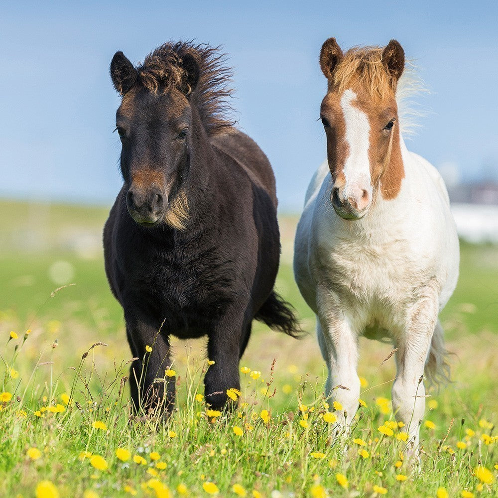 Loving Horses 3x49pcs Puzzle