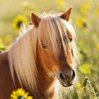 Loving Horses 3x49pcs Puzzle