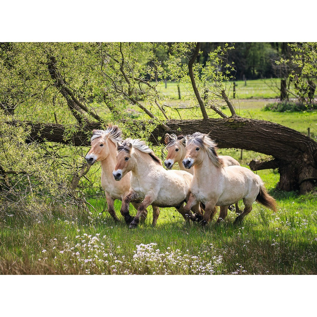 Norwegian Fjord Horses 500pcs Puzzle