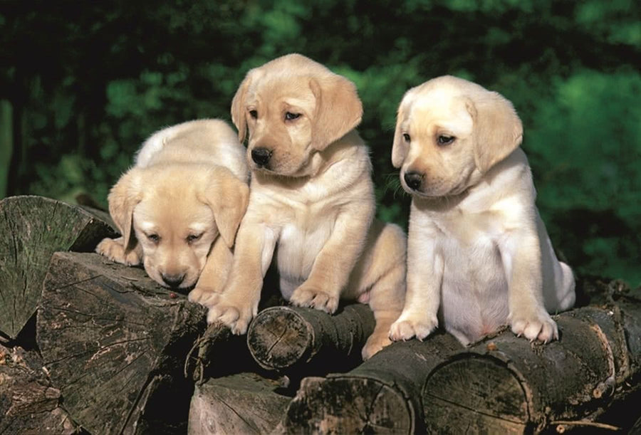 Puppy Labradors 160pc Puzzle