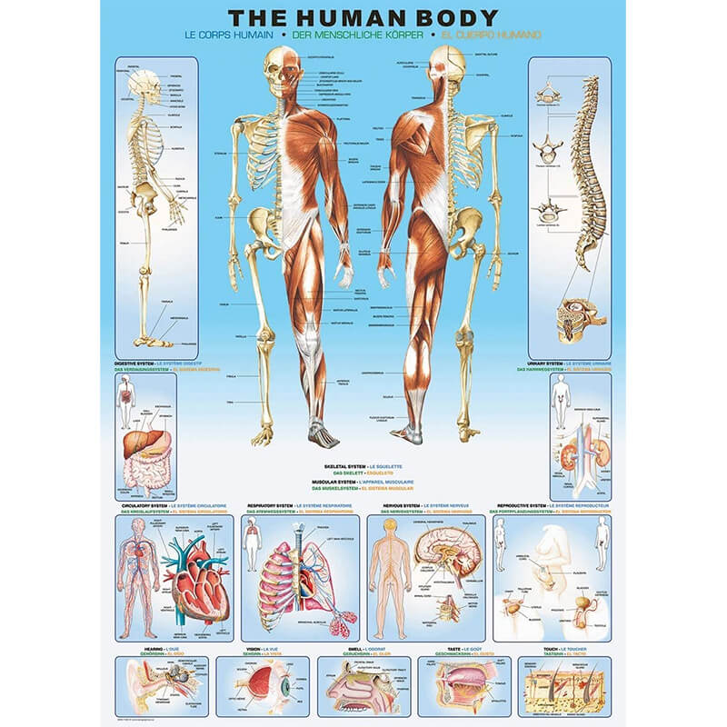 The Human Body 1000pc Puzzle