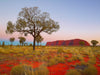 Red Centre Dreaming, NT 2000 pcs Puzzle
